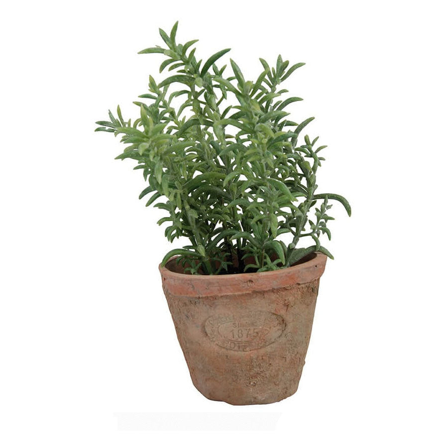 Herb Pot with Thyme - Small