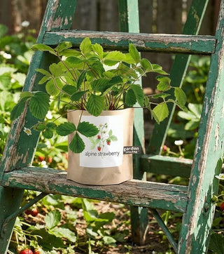 Strawberry Garden in a Bag