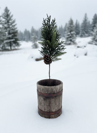 35" Mixed Pine Stem with Pinecones