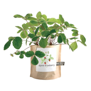 Strawberry Garden in a Bag