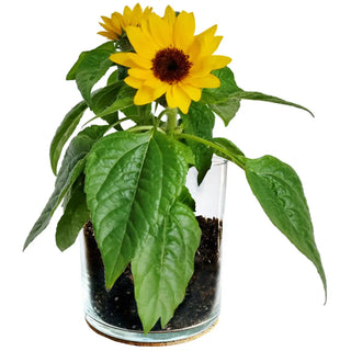 Essential Thank You Sunflower Garden Kit