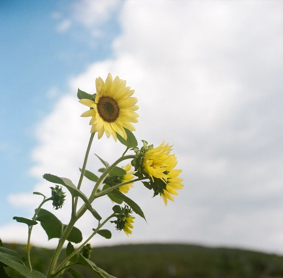 Lemon Queen Sunflower Seeds