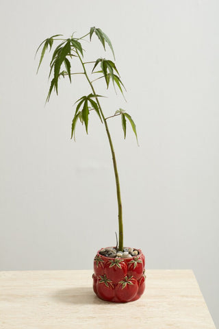 Tomato Cucina Pot