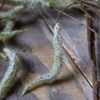 51" Trailing Catkin Stem