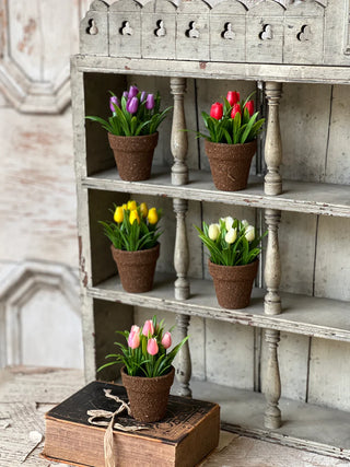 5" Potted Teacup Tulip - Choose Your Favorite Color