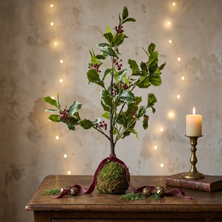 Large Variegated Holly in Moss Ball