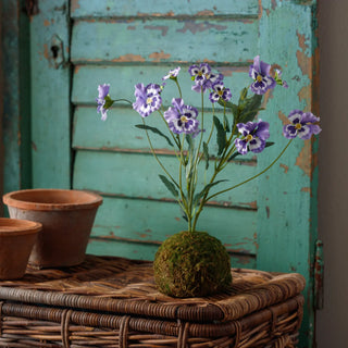 Viola Blue-Purple In Moss Ball In Moss Ball
