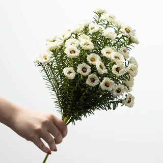 White Daisy Bush