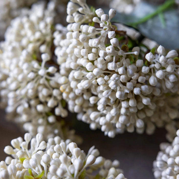 Viburnum Buds Stem