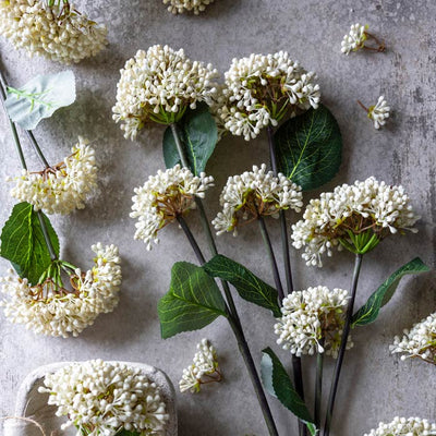 Viburnum Buds Stem