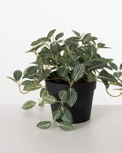 Potted Fittonia - Choose Style