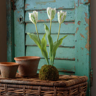 White Tulips in Moss Ball