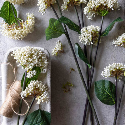 Viburnum Buds Stem