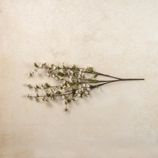 36" Wild Lantern Bush - Cream
