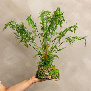 Cinnamon Fern on Moss Base