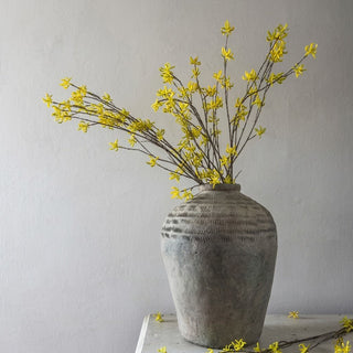 34" Witch Hazel Stem