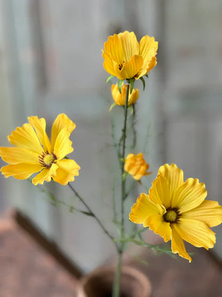27" Cockle Cosmos Stem - Yellow