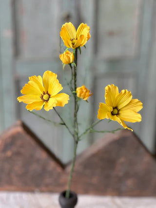 27" Cockle Cosmos Stem - Yellow