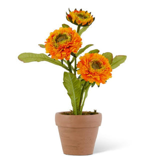 10.5" Zinnia in Terracotta Planter