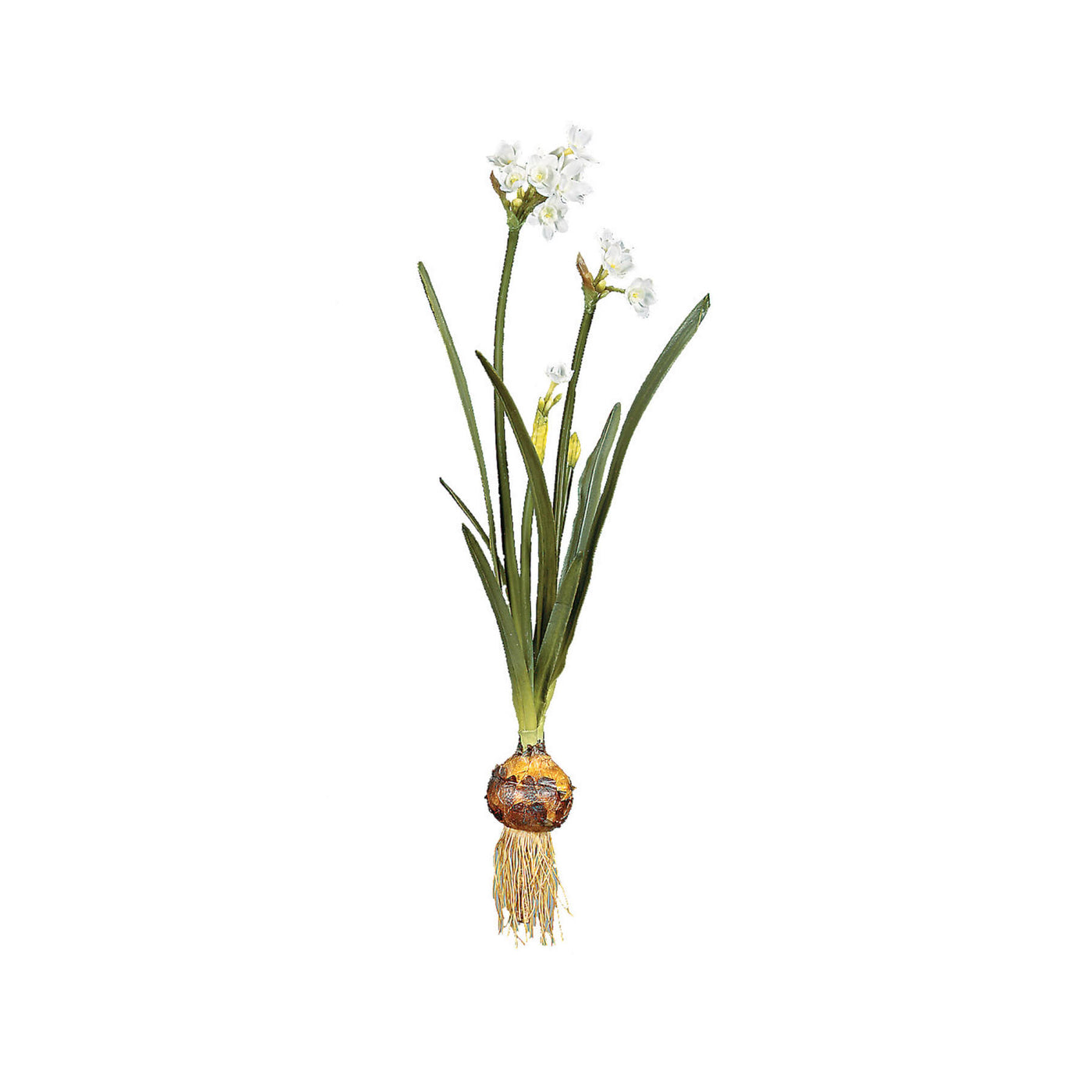 Paperwhite Flowers with Bulb