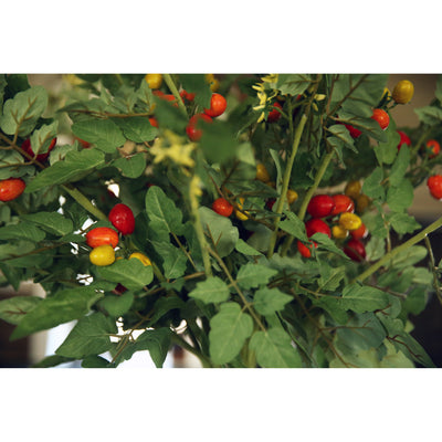 36" Faux Tomato Stem with Blossoms