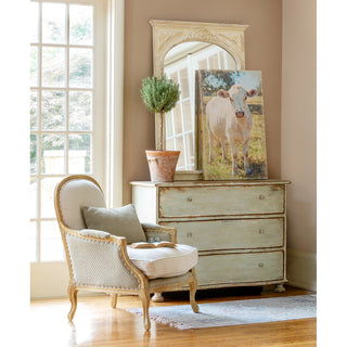Charolais Cow Canvas Print