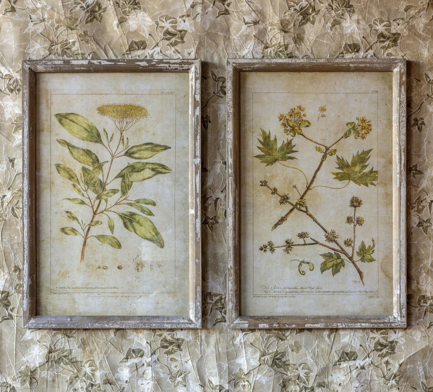 Set of 2 Framed Botanical Prints